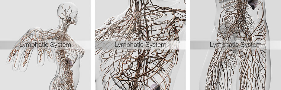 LYMPHATIC-3