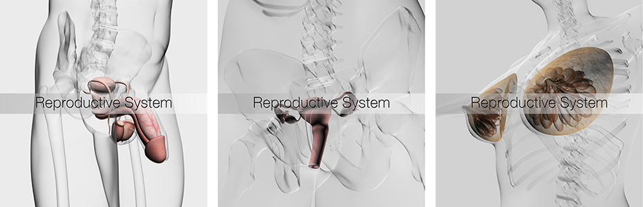 REPRODUCTIVE-3